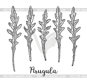 Ink sketch of arugula - vector EPS clipart