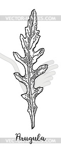 Ink sketch of arugula - vector image