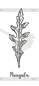 Ink sketch of arugula - vector clip art