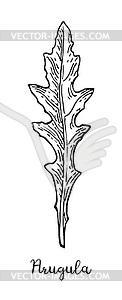 Ink sketch of arugula - vector clipart