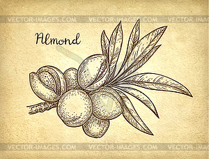 Ink sketch of almond - royalty-free vector image