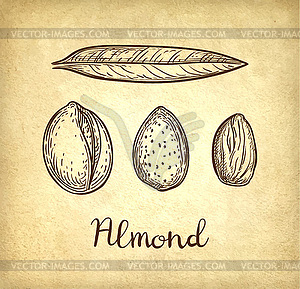Ink sketch of almond - vector clipart