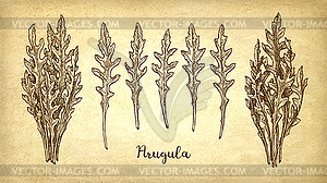 Ink sketch of arugula - vector clipart