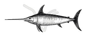 Ink sketch of swordfish - vector image