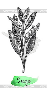 Sage ink sketch - royalty-free vector clipart