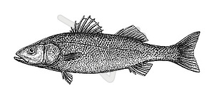 Ink sketch of European bass - vector clipart