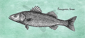 Ink sketch of European bass - vector image