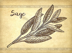 Sage ink sketch - vector image