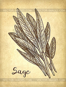 Sage ink sketch - stock vector clipart