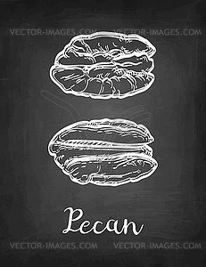 Chalk sketch of pecan - vector clipart / vector image