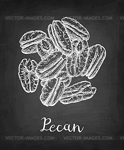 Chalk sketch of pecan - vector image