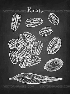 Chalk sketch of pecan - vector clipart