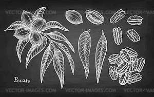 Chalk sketch of pecan - white & black vector clipart