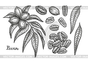 Ink sketch of pecan - vector clip art