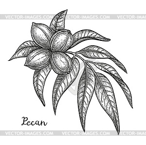 Ink sketch of pecan - royalty-free vector clipart