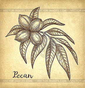 Pecan ink sketch - vector clipart