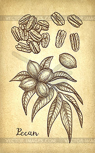 Pecan ink sketch - vector clip art