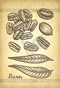 Pecan ink sketch - vector clipart