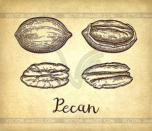 Pecan ink sketch - vector image