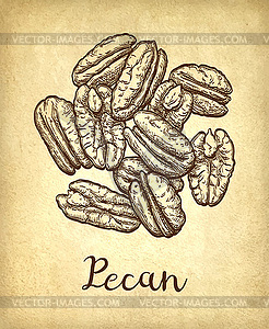 Pecan ink sketch - vector clipart