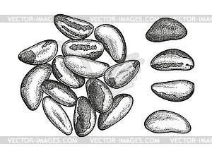 Ink sketch of Brazil nut - vector clipart