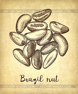 Ink sketch of Brazil nut - vector image