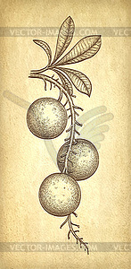 Ink sketch of Brazil nut - vector EPS clipart