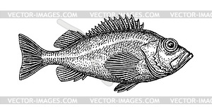 Чернильный набросок морского окуня - изображение в векторе / векторный клипарт