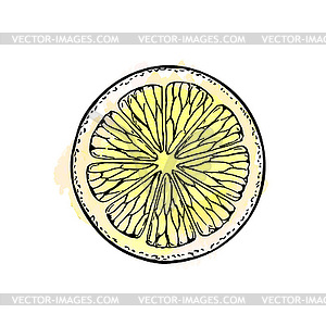 Sketch of lemon - vector image