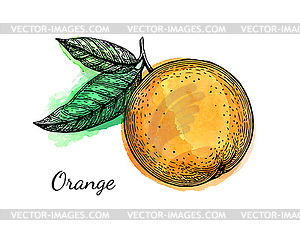 Ink sketch of orange on watercolor background - vector clip art