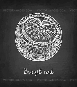 Chalk sketch of Brazil nut - vector EPS clipart