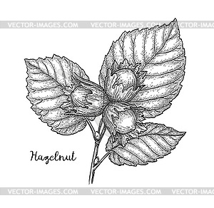 Ink sketch of hazelnut branch - vector clipart