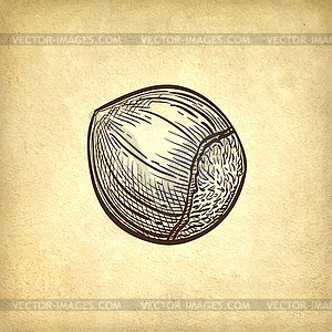 Ink sketch of hazelnut - vector clip art