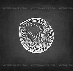 Chalk sketch of hazelnut - vector clip art