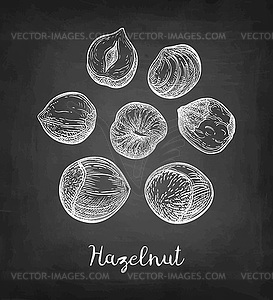 Chalk sketch of hazelnut - vector clipart