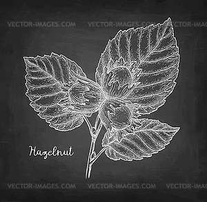 Chalk sketch of hazelnut - vector image