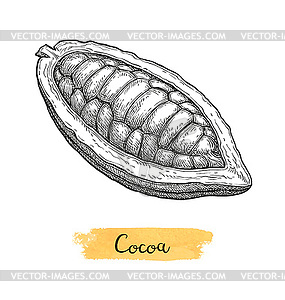 Cocoa ink sketch - stock vector clipart