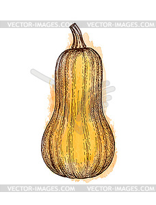 Ink sketch of butternut squash - vector clipart