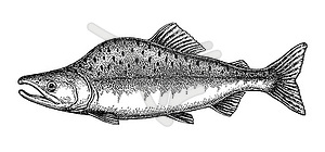 Ink sketch of pink humpback salmon - vector EPS clipart