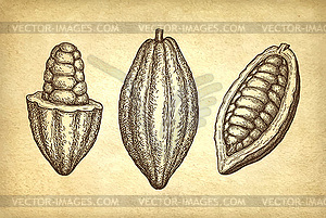 Ink sketch of cocoa - vector image