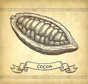 Ink sketch of cocoa - vector clipart