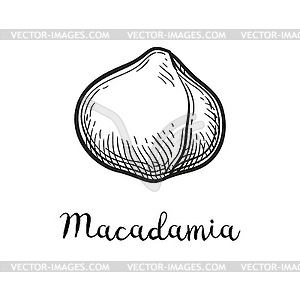 Ink sketch of Macadamia - vector image