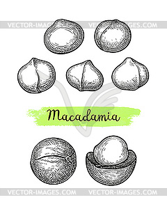 Ink sketch of Macadamia - royalty-free vector image