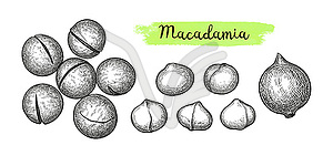 Ink sketch of Macadamia - vector image