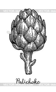 Ink sketch of artichoke - vector image