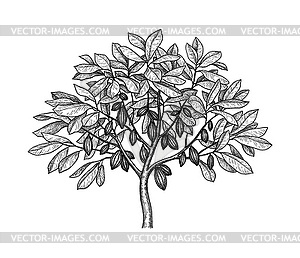 Cocoa tree ink sketch - vector image