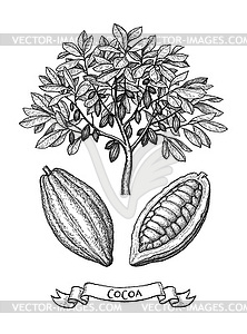 Какао дерево и фрукты чернила эскиз - рисунок в векторе