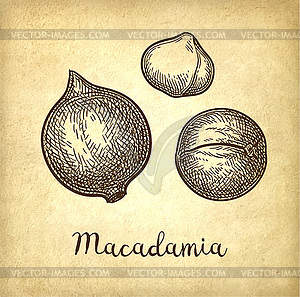 Ink sketch of Macadamia - vector image