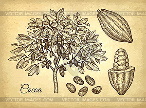 Ink sketch of cocoa - vector clip art