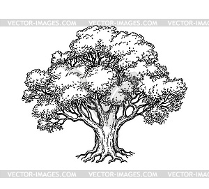 Ink sketch of oak tree - vector image